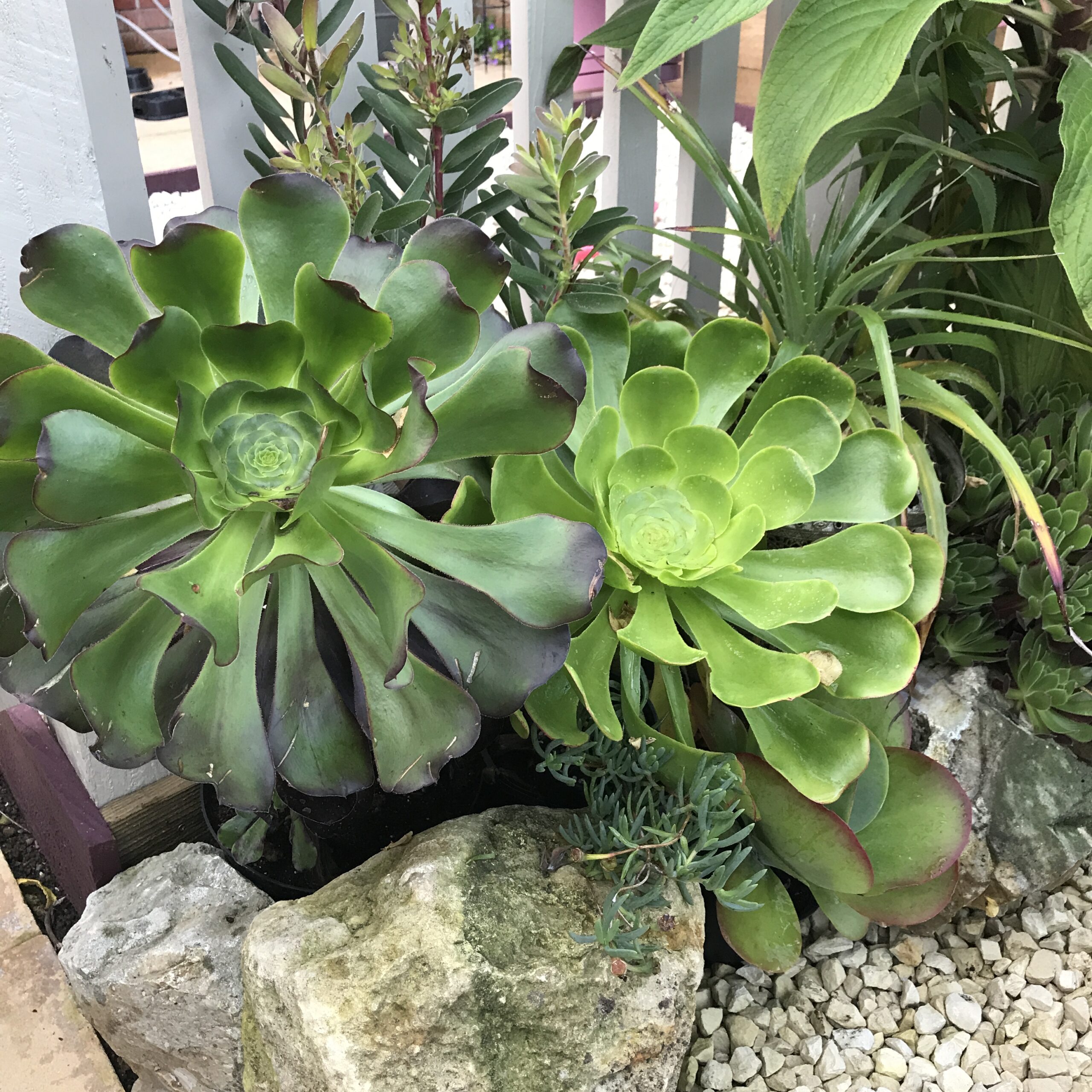 Succulent & Cacti Q&A
